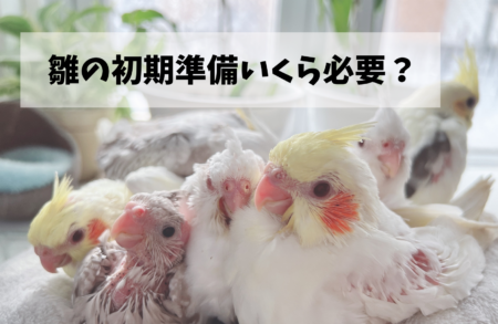 オカメインコの雛をお迎えするには初期費用いくら必要？